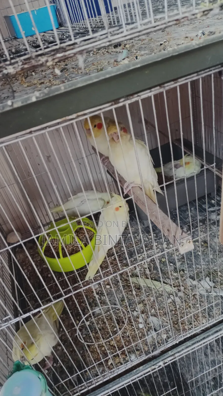 Cockatiel Breeding Pair. Male Lutino Female Lutino Pearl. Red Eye. 4 Babies.