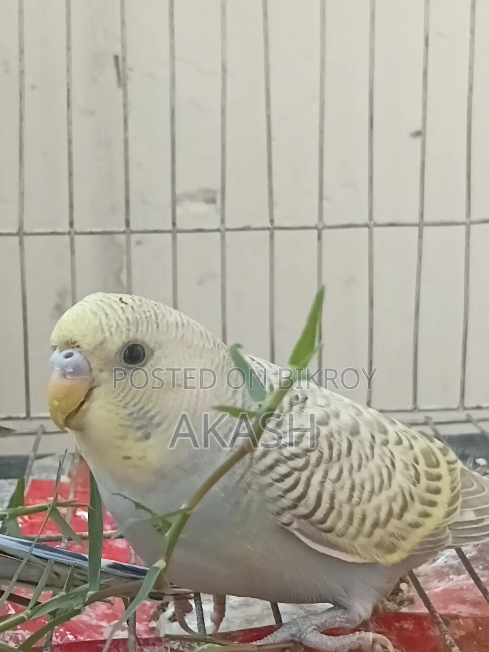 A Budgerigar Bird Will Be Sold