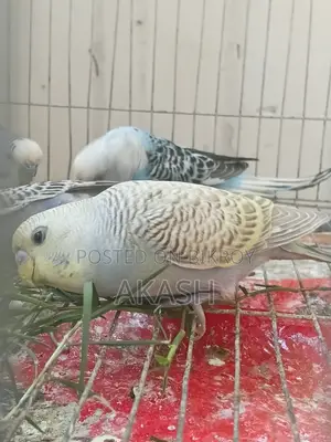A Budgerigar Bird Will Be Sold