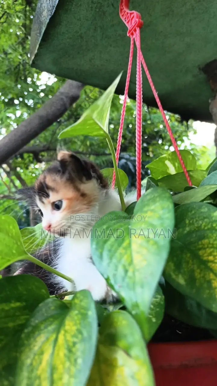 1-3 months Female Mixed Breed Persian