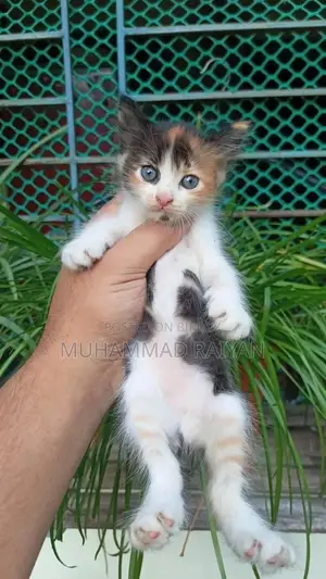 1-3 months Female Mixed Breed Persian