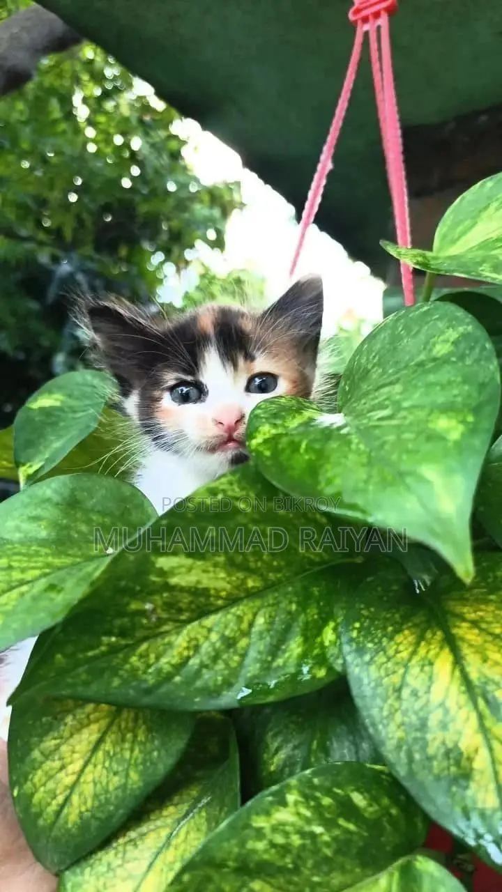 1-3 months Female Mixed Breed Persian