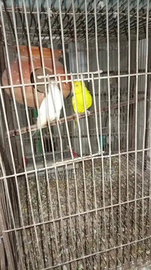 Budgerigar Bird