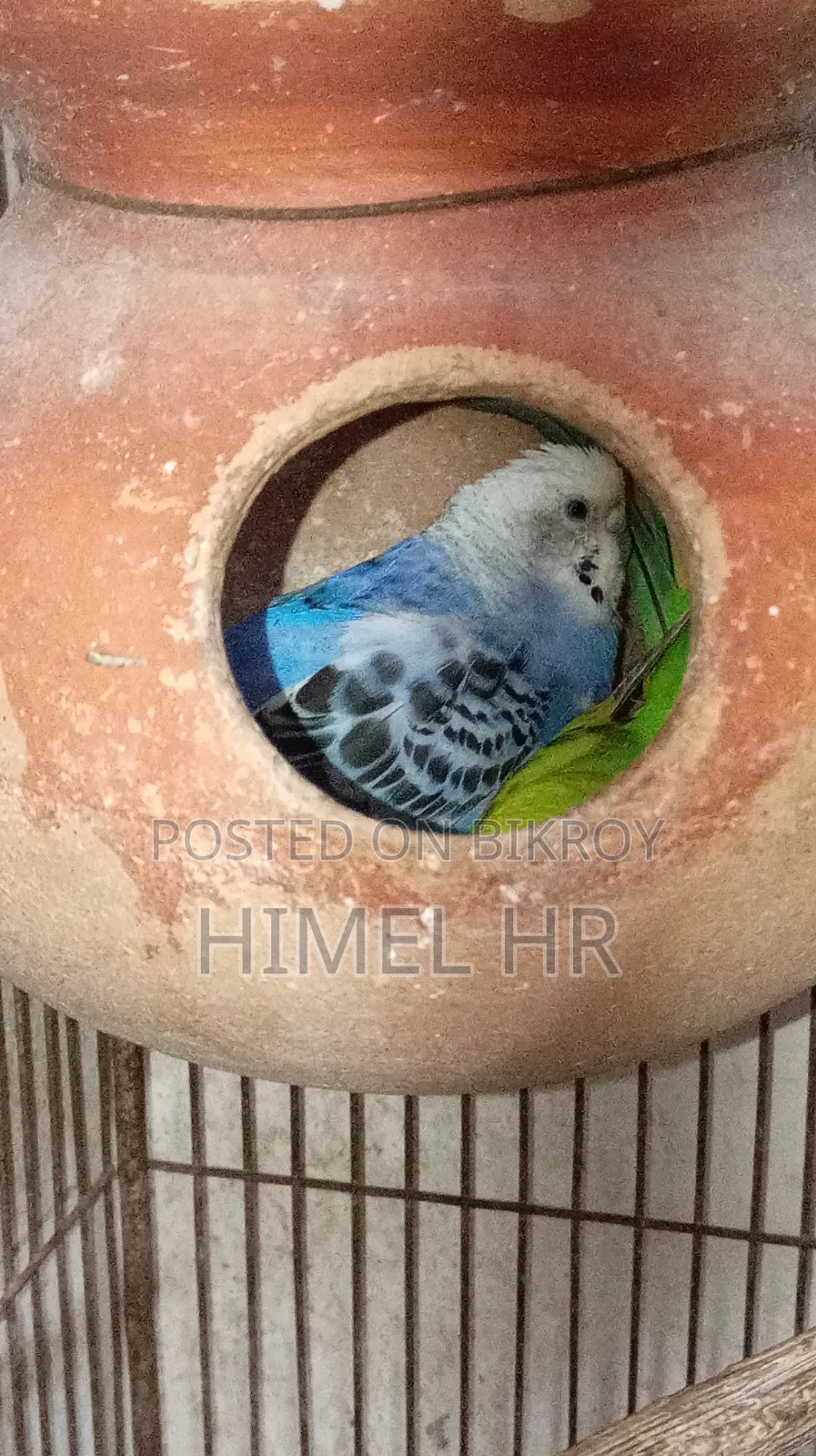 Budgerigar Bird
