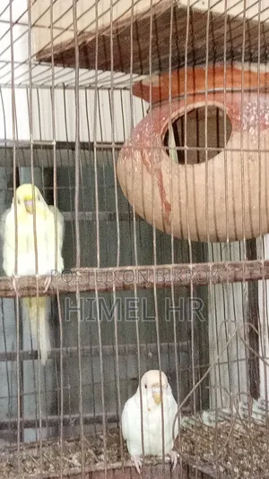 Budgerigar Bird