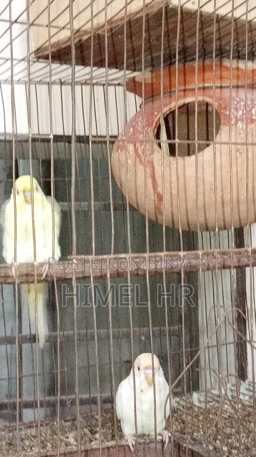 Budgerigar Bird