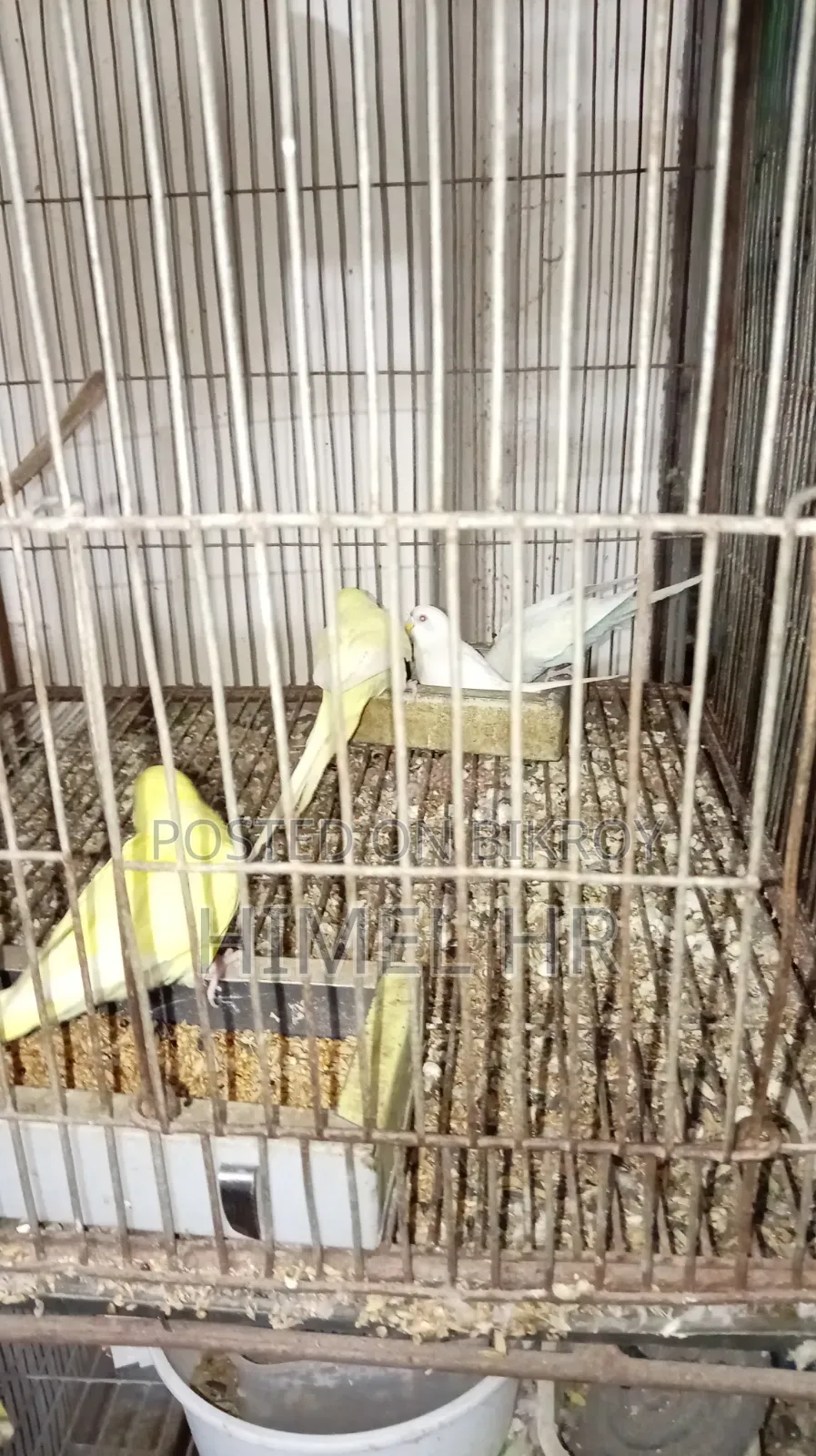 Budgerigar Bird
