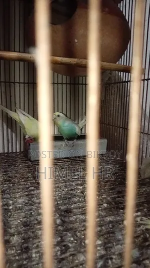 Budgerigar Bird