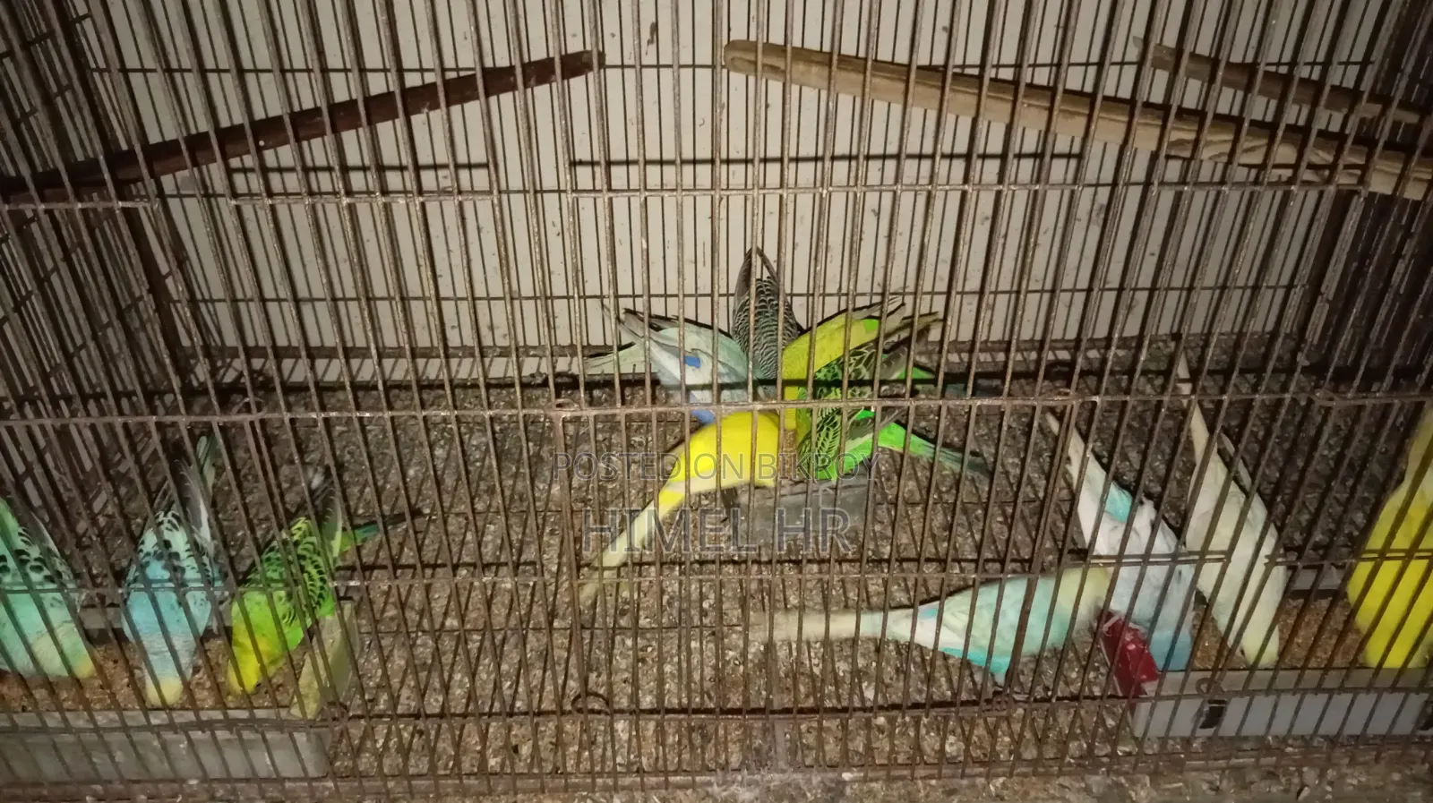 Budgerigar Bird