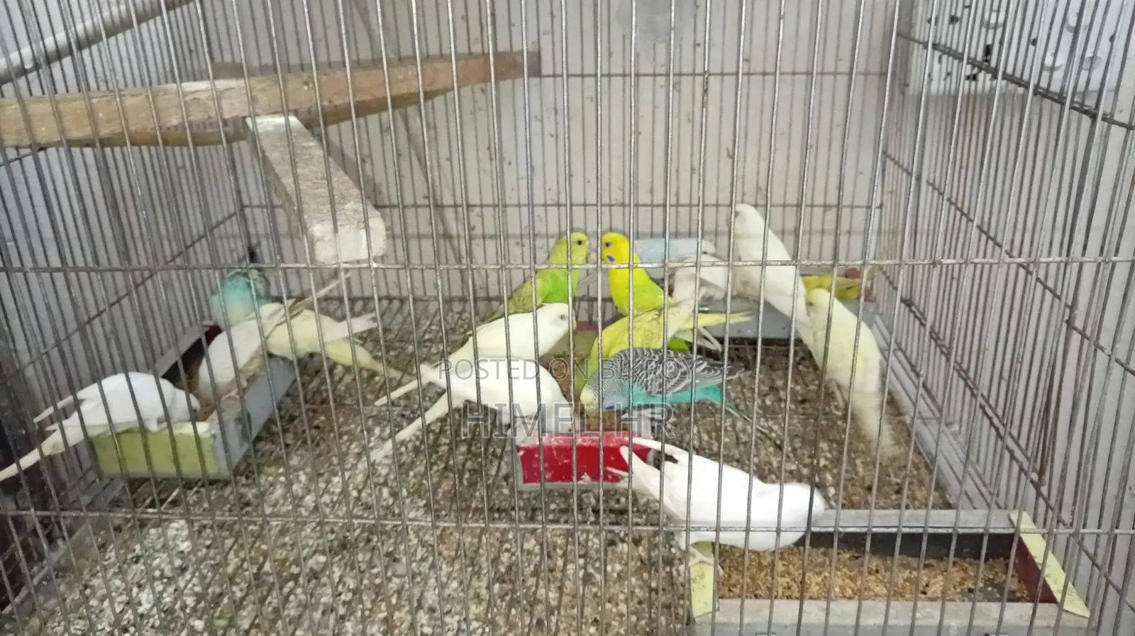 Budgerigar Bird