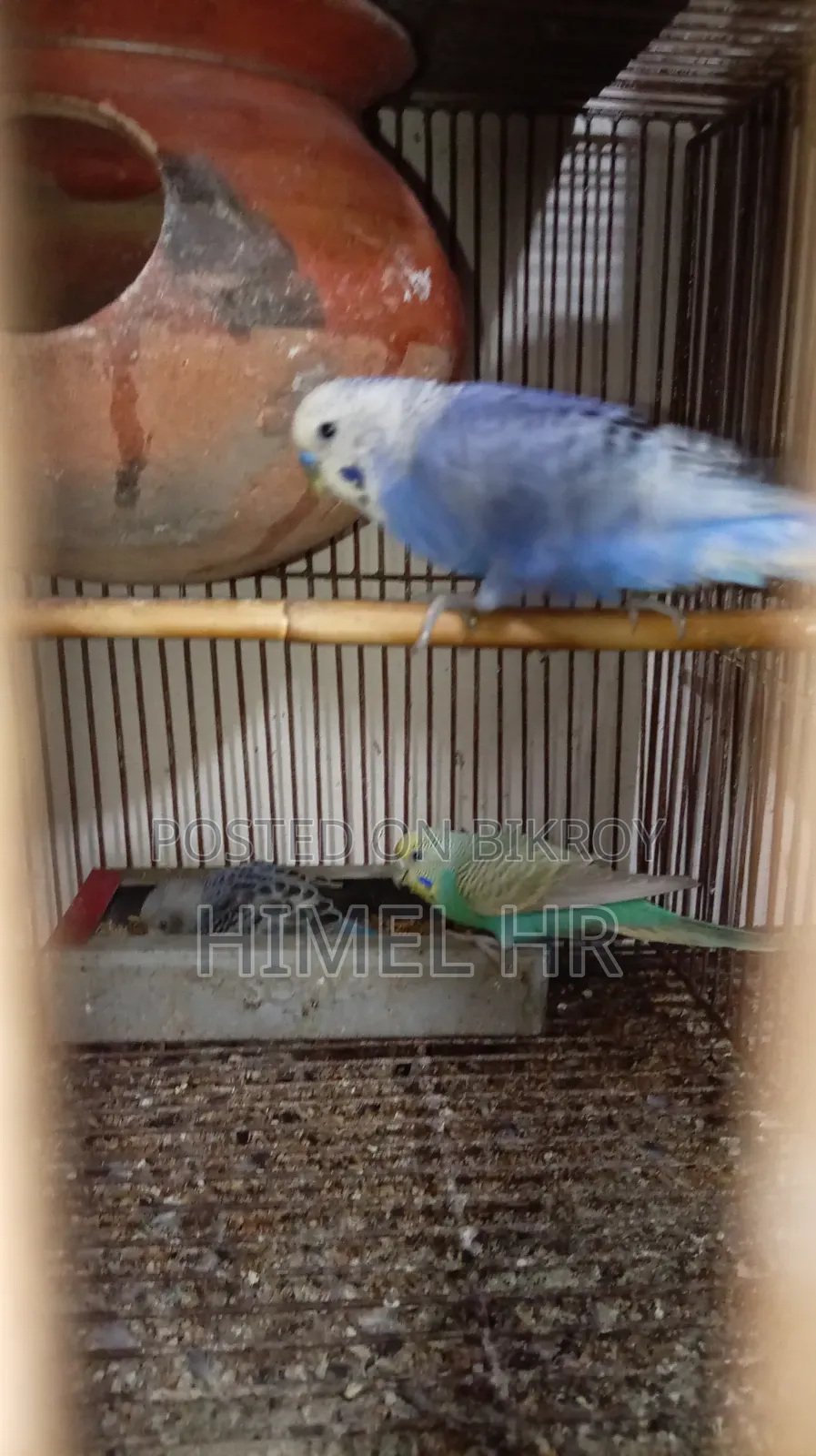 Budgerigar Bird