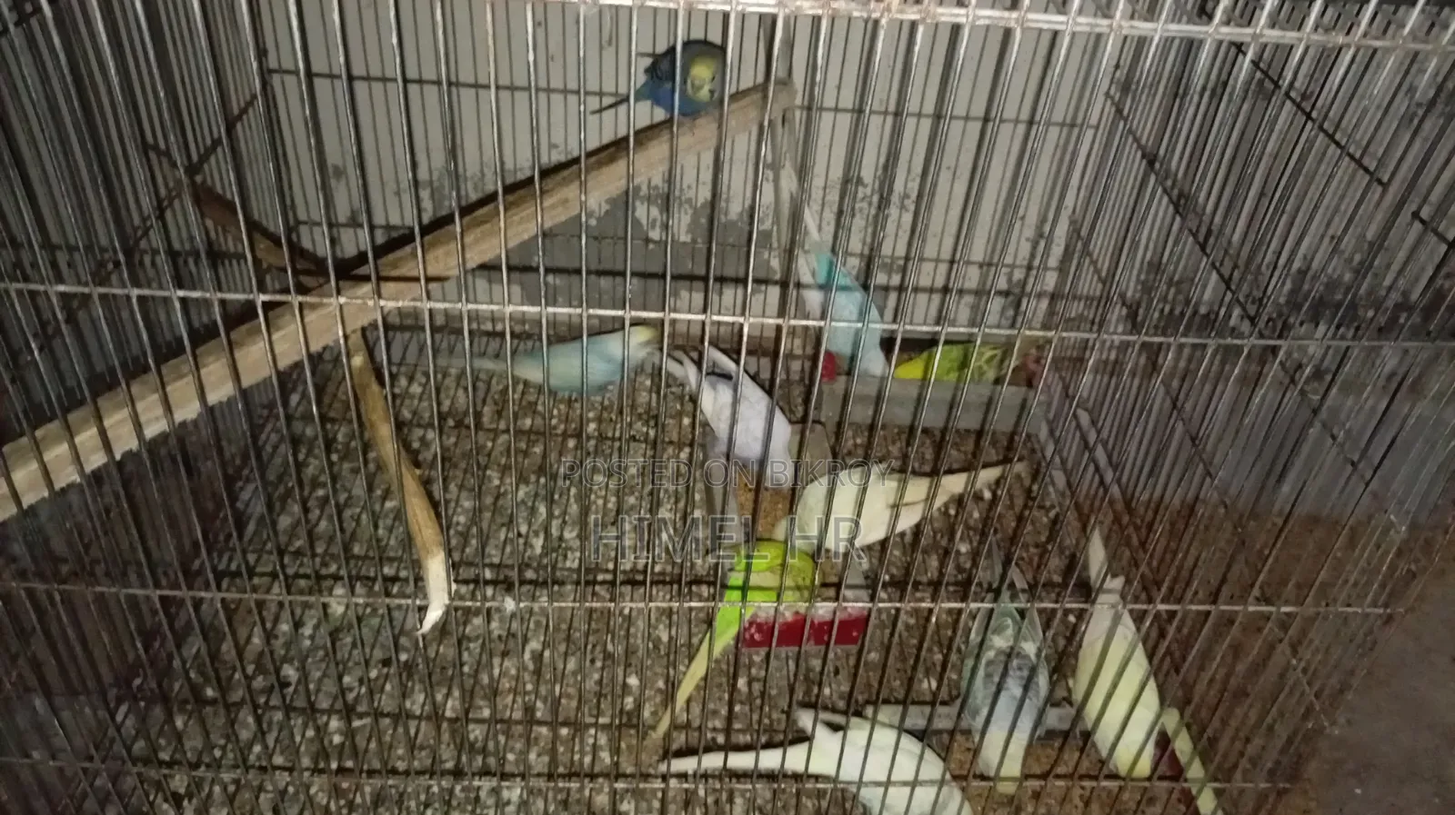 Budgerigar Bird