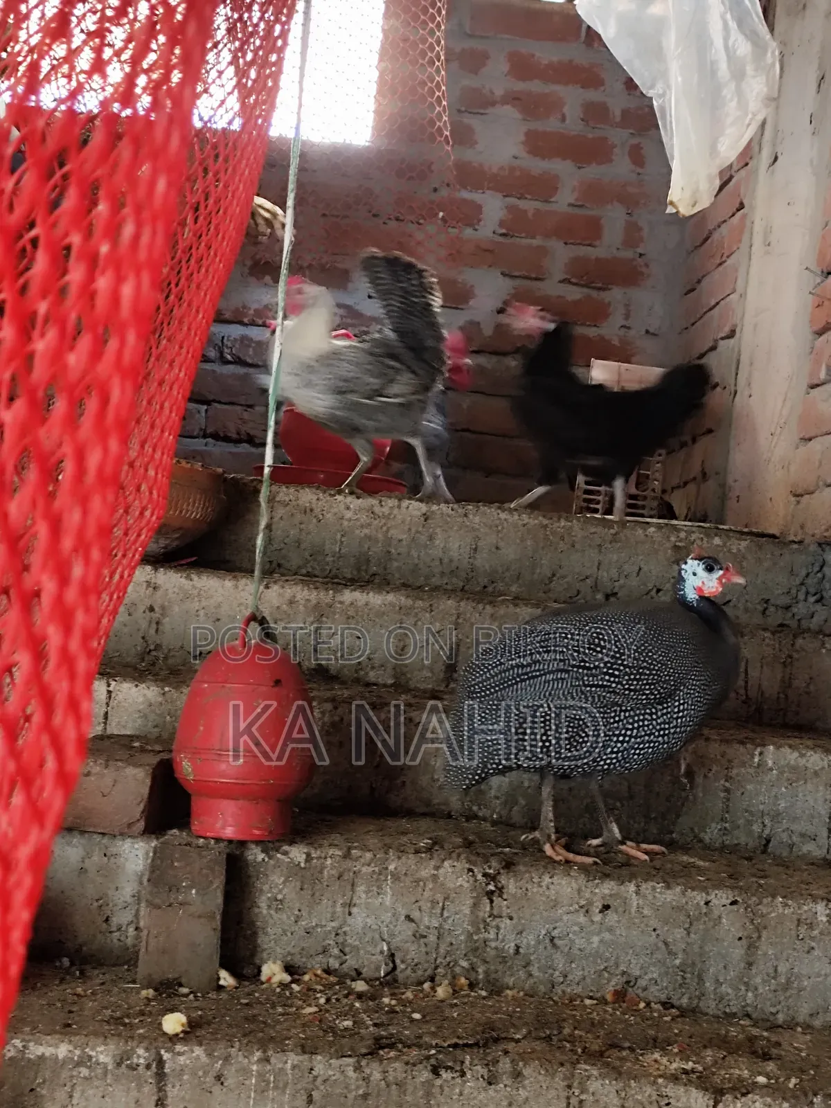 একটি তিতির মুরগি বিক্রয় করা হবে