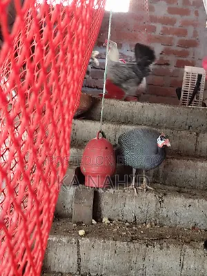 একটি তিতির মুরগি বিক্রয় করা হবে