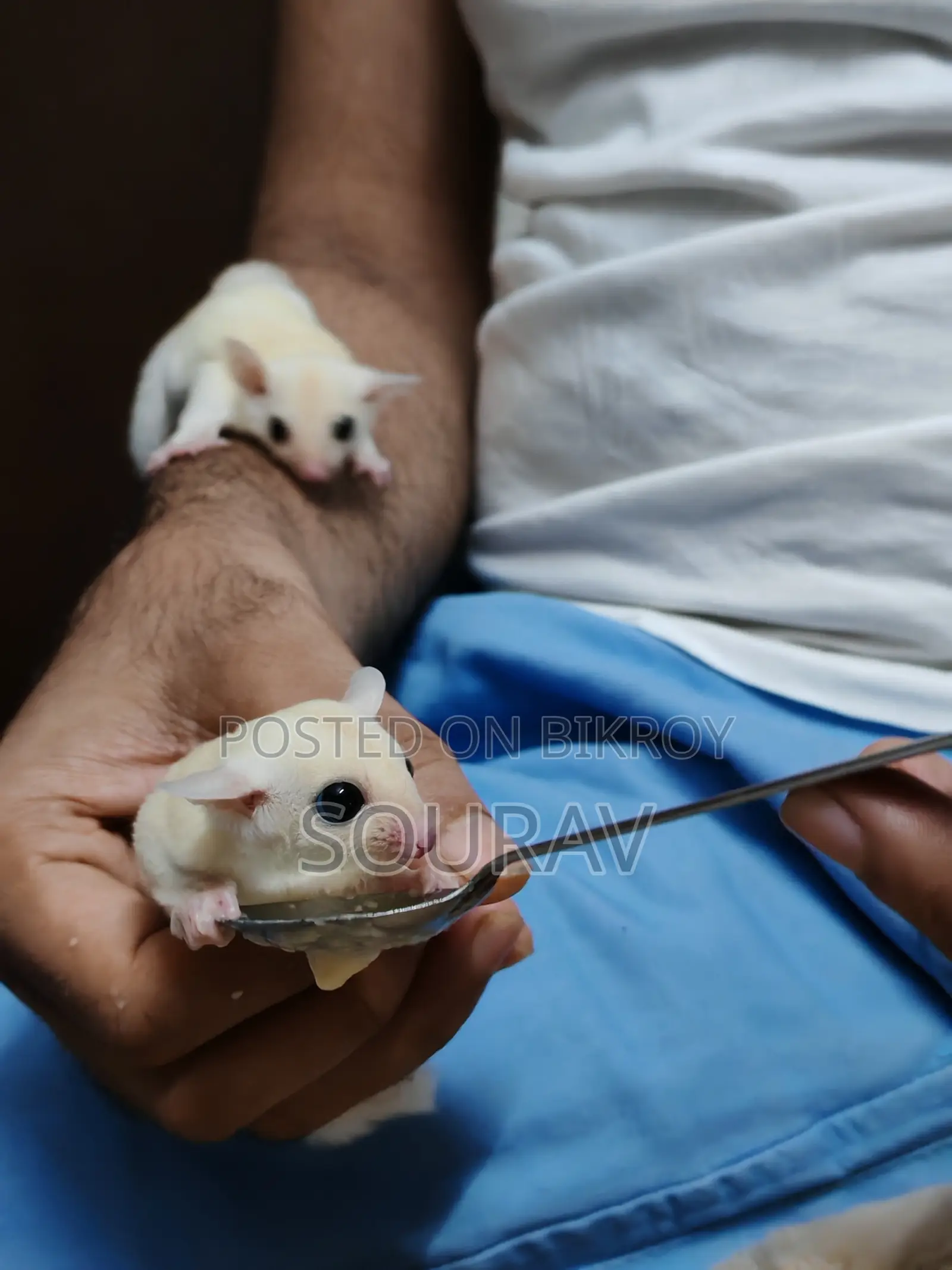 লিউসিস্টিক সুগার গ্লাইডার টেম সাইজ