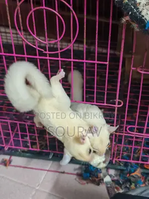 লিউসিস্টিক সুগার গ্লাইডার টেম সাইজ