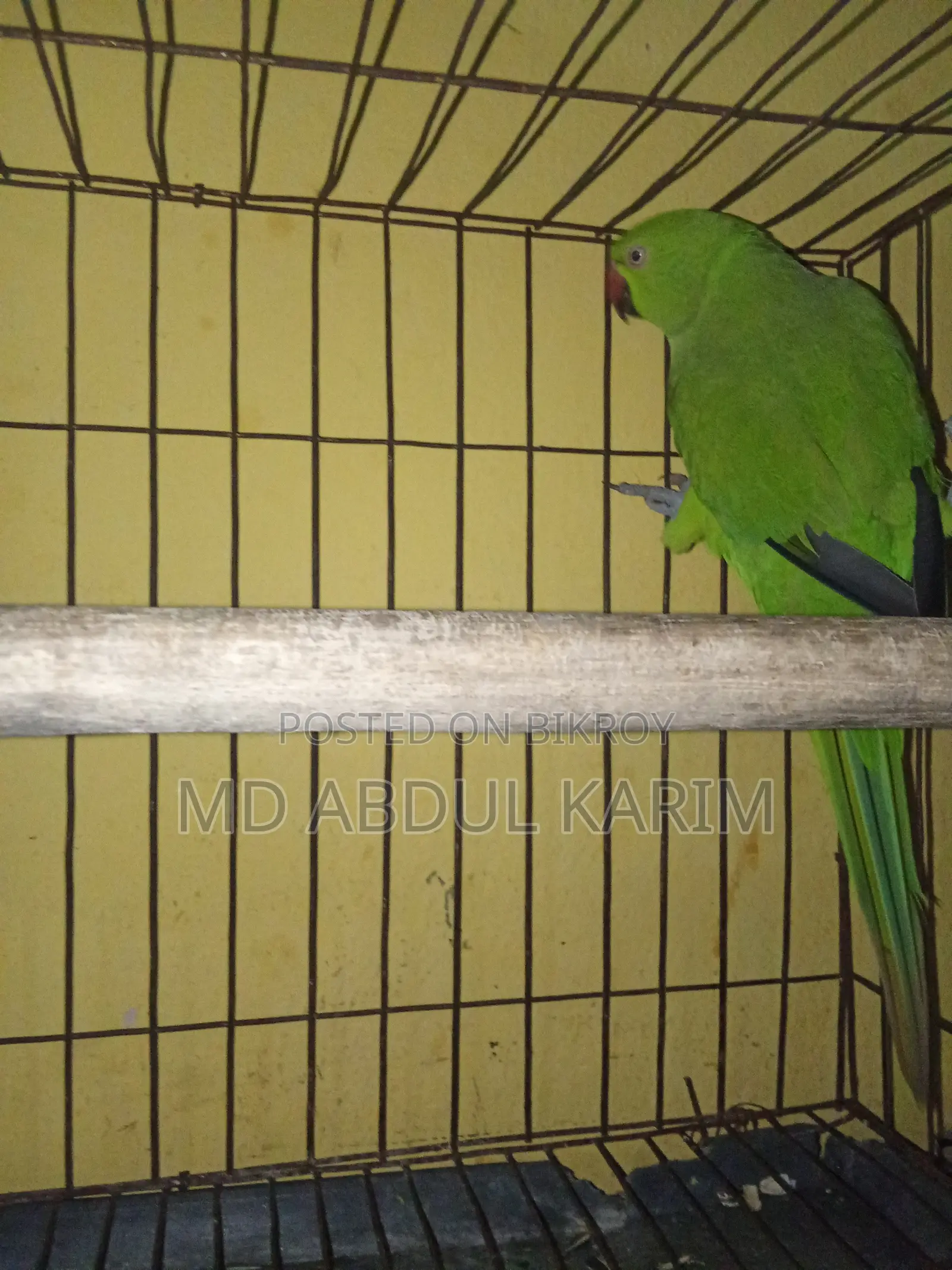 Indian Ringneck Parrot