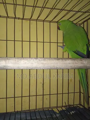 Indian Ringneck Parrot