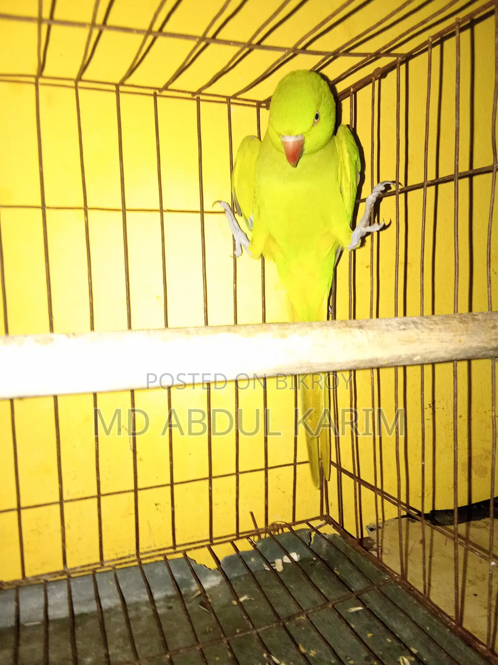 Indian Ringneck Parrot