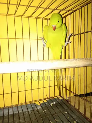 Indian Ringneck Parrot