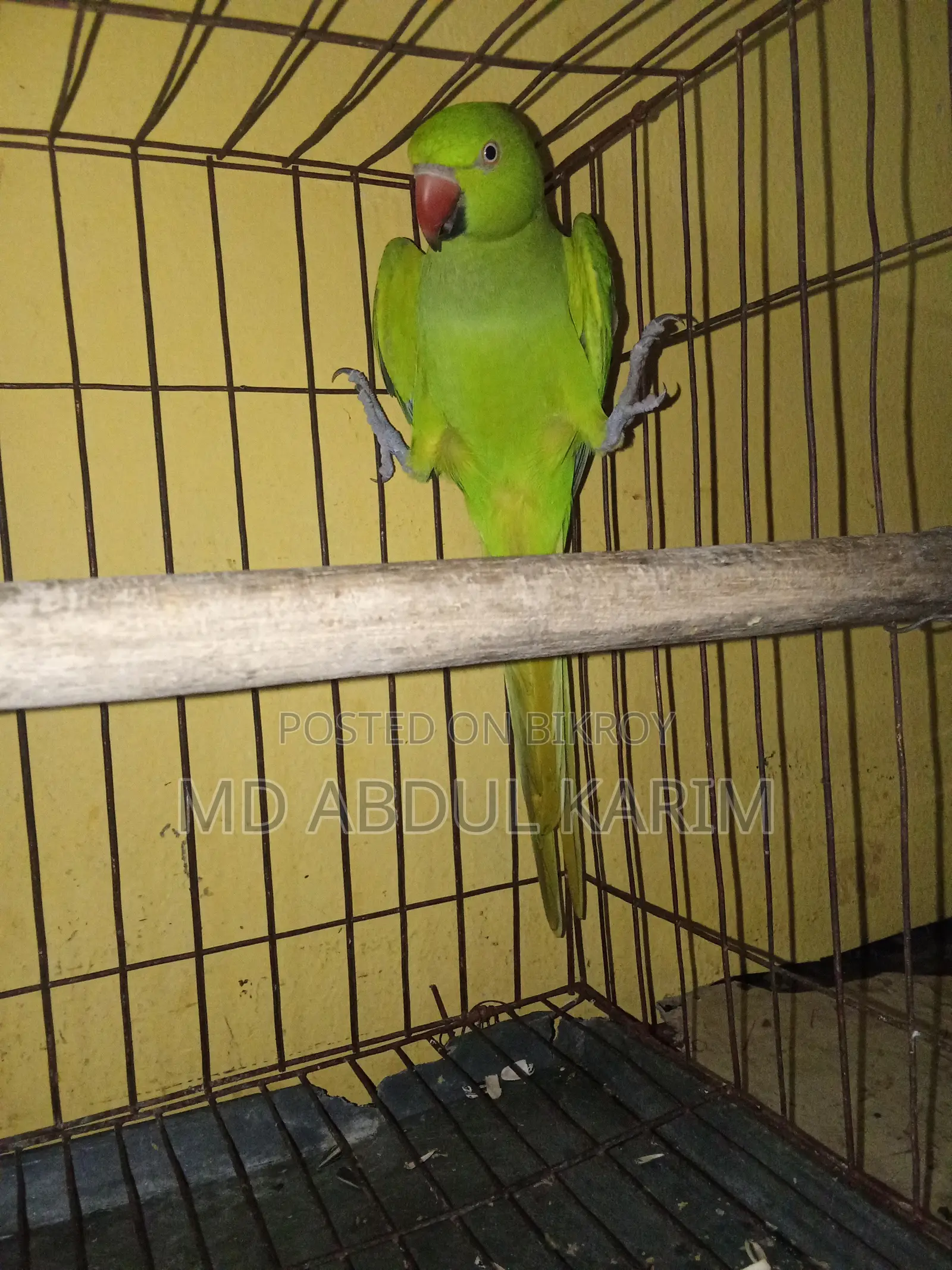Indian Ringneck Parrot