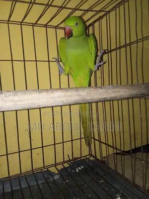 Indian Ringneck Parrot