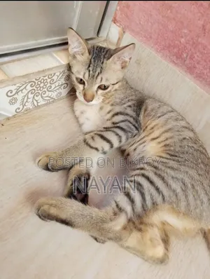1-3 months Female Mixed Breed Persian
