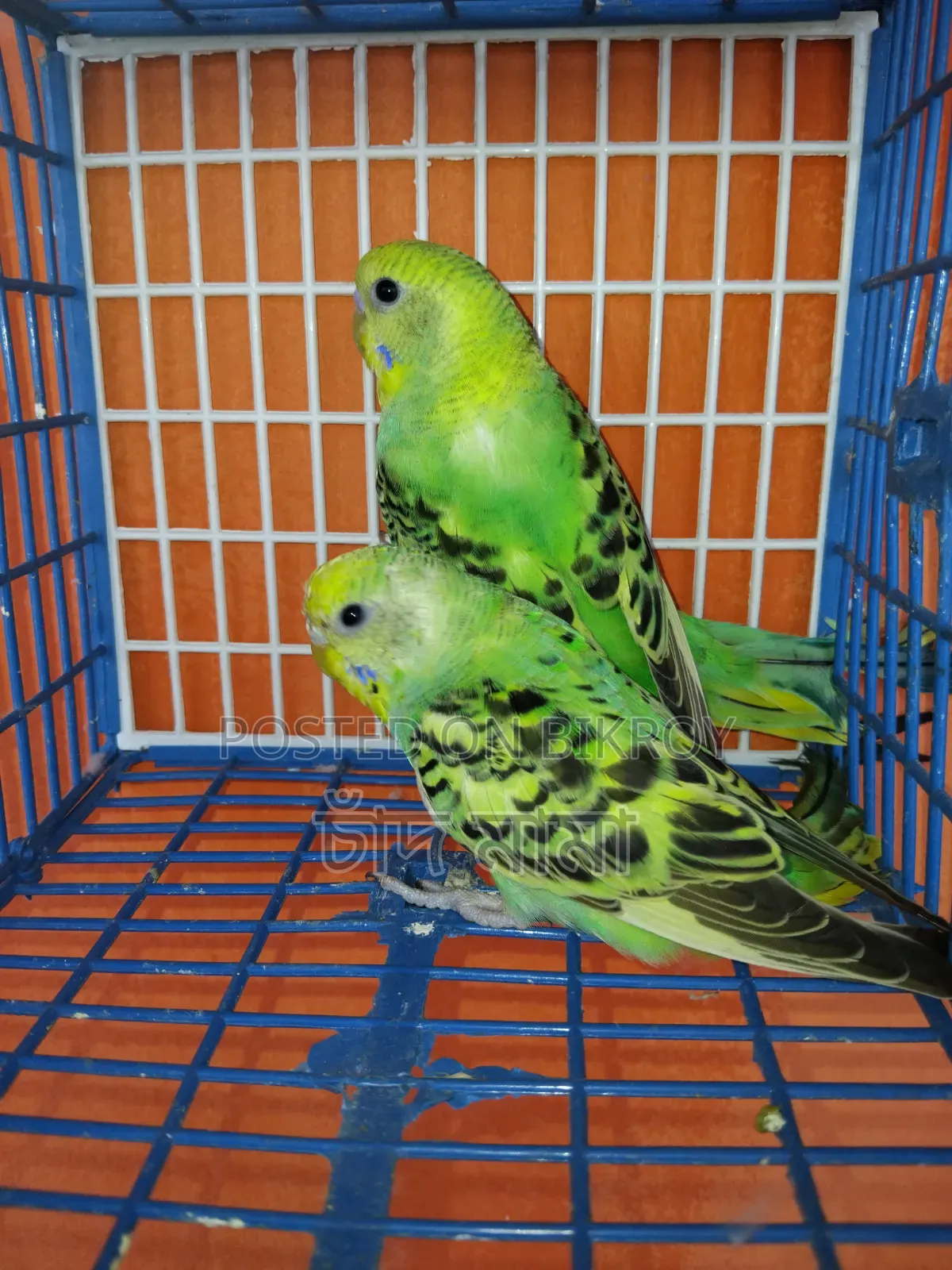bird for sell