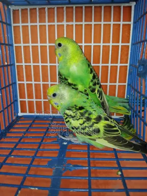 bird for sell