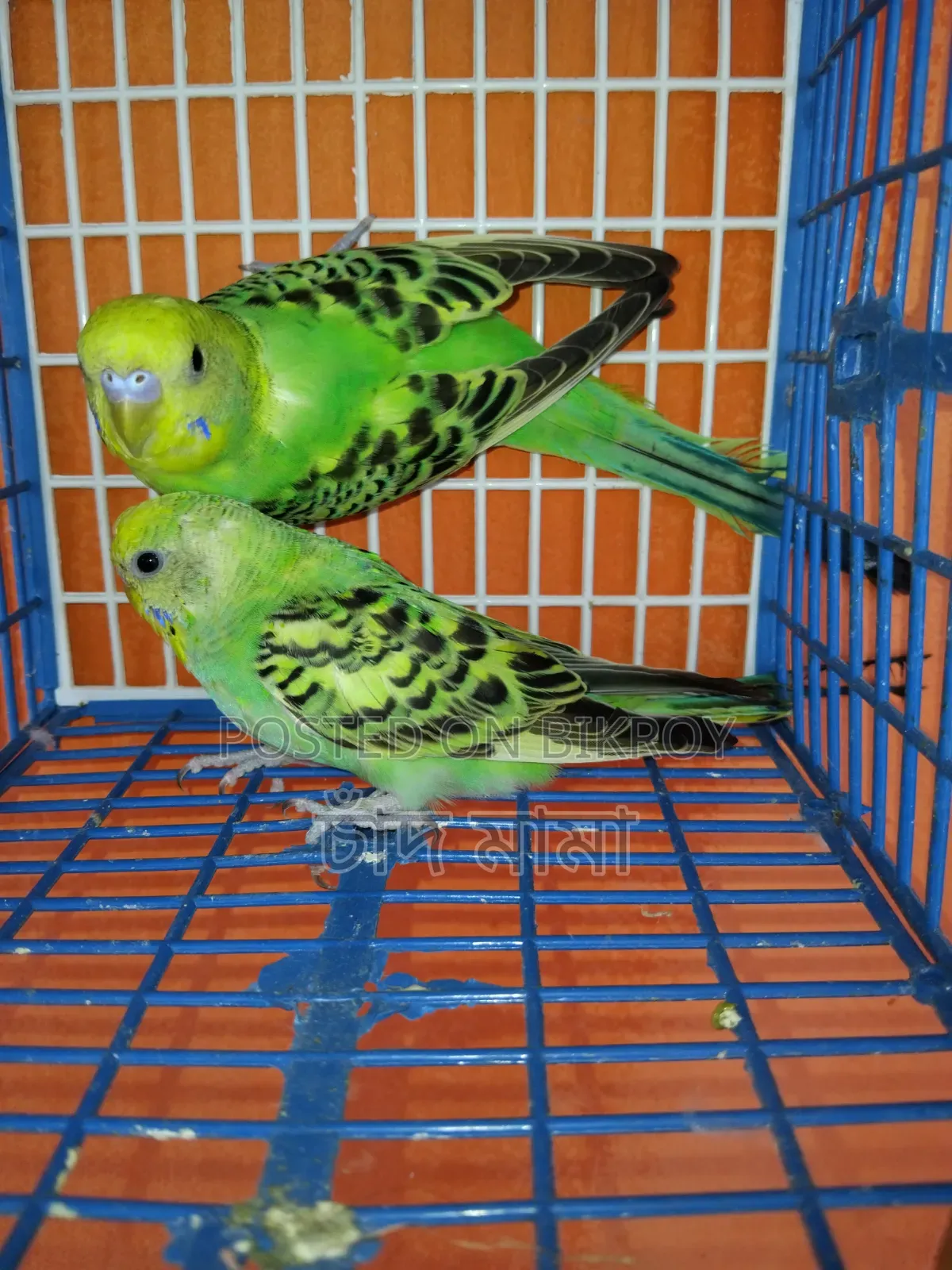 bird for sell