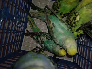 bird for sell