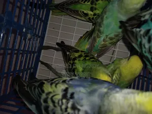 bird for sell