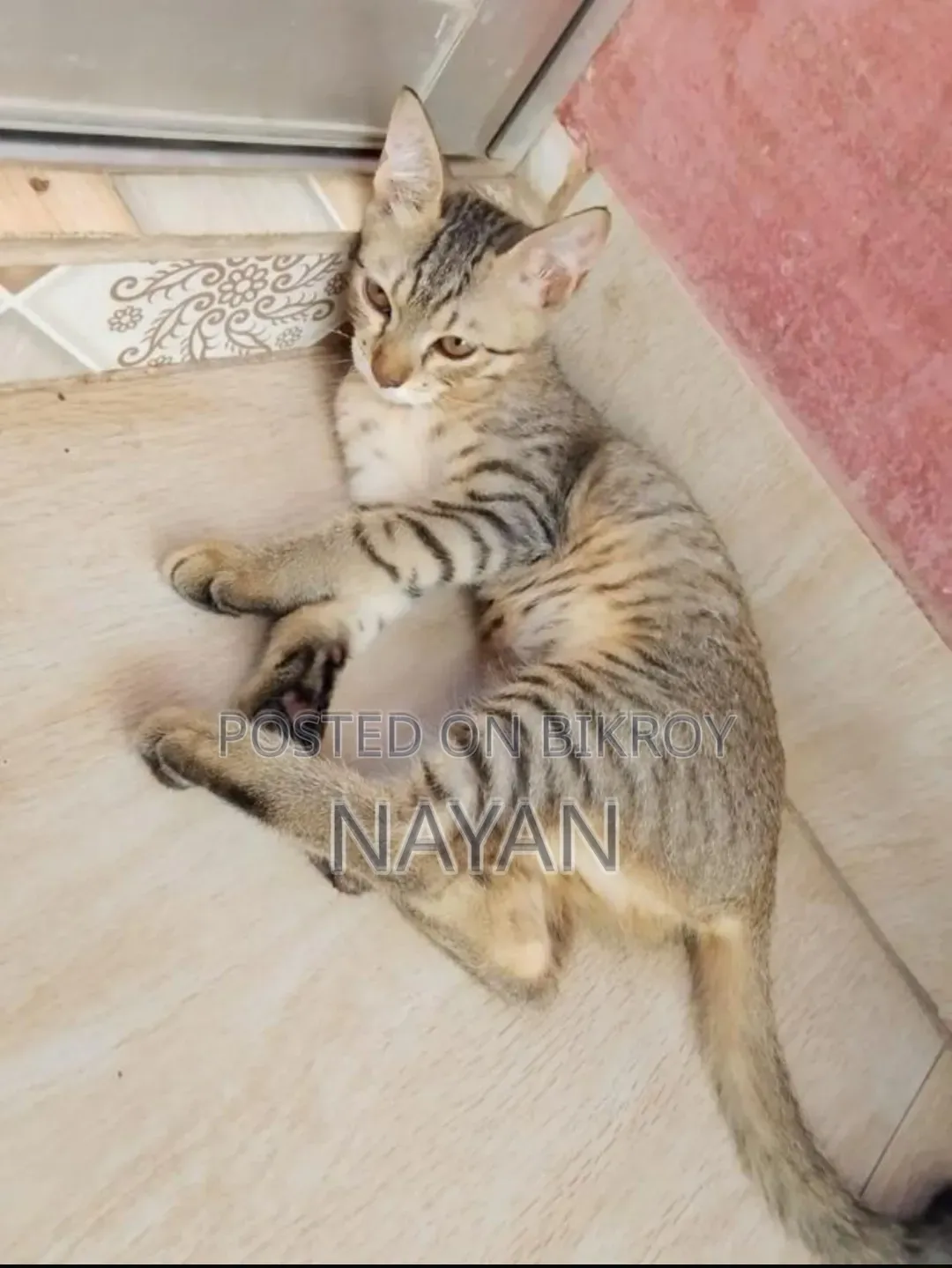 1-3 months Female Mixed Breed Persian
