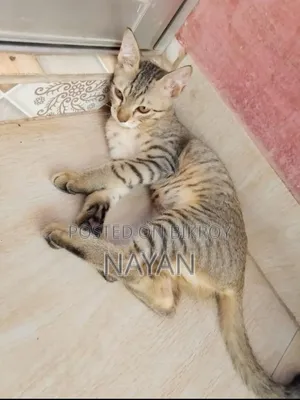 1-3 months Female Mixed Breed Persian
