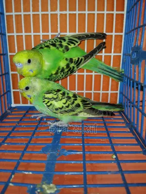 For Sale 07 Pieces, 05 Months, Kushtia Boro Bazar, whatsapp