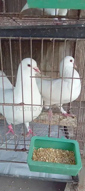 King Pigeon for Sale