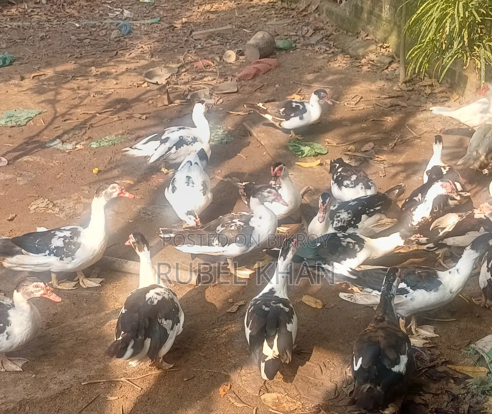 Ducks for Sale