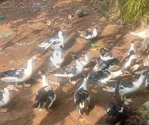Ducks for Sale