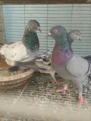 Pigeon for sale