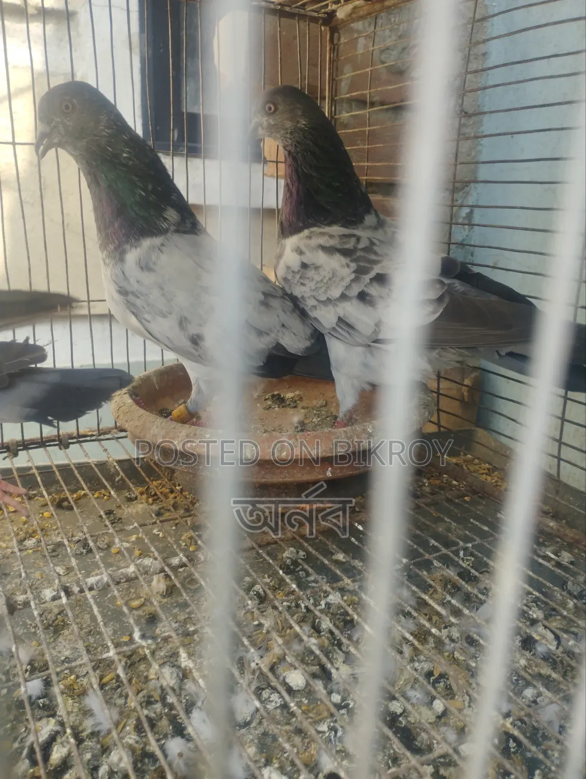 Pigeon for sale