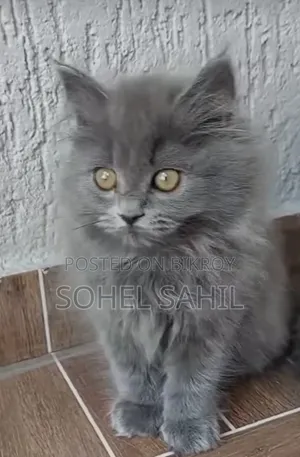 6-12 months Male Purebred Cat