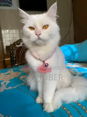6-12 months Female Purebred Persian
