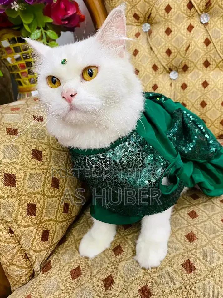 6-12 months Female Purebred Persian