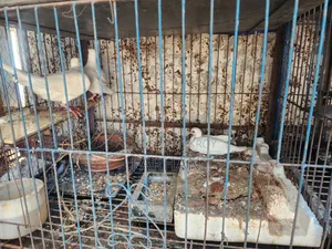 Australian Dove