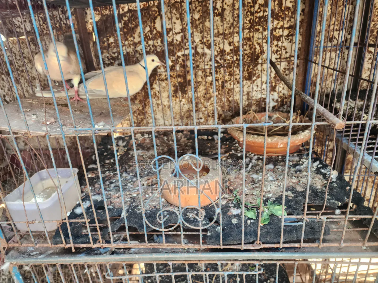 Australian Dove