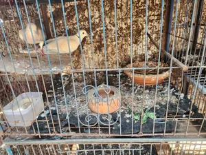 Australian Dove