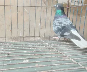 পোষা প্রাণী বিক্রি