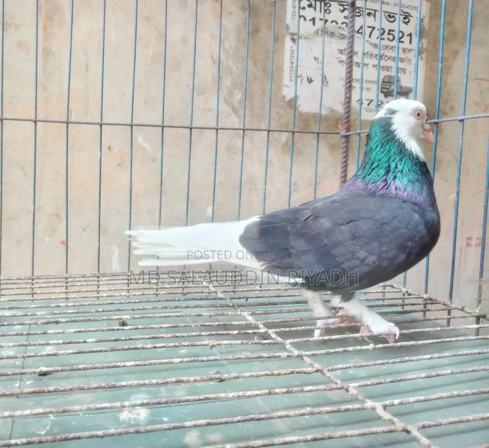 পোষা প্রাণী বিক্রি