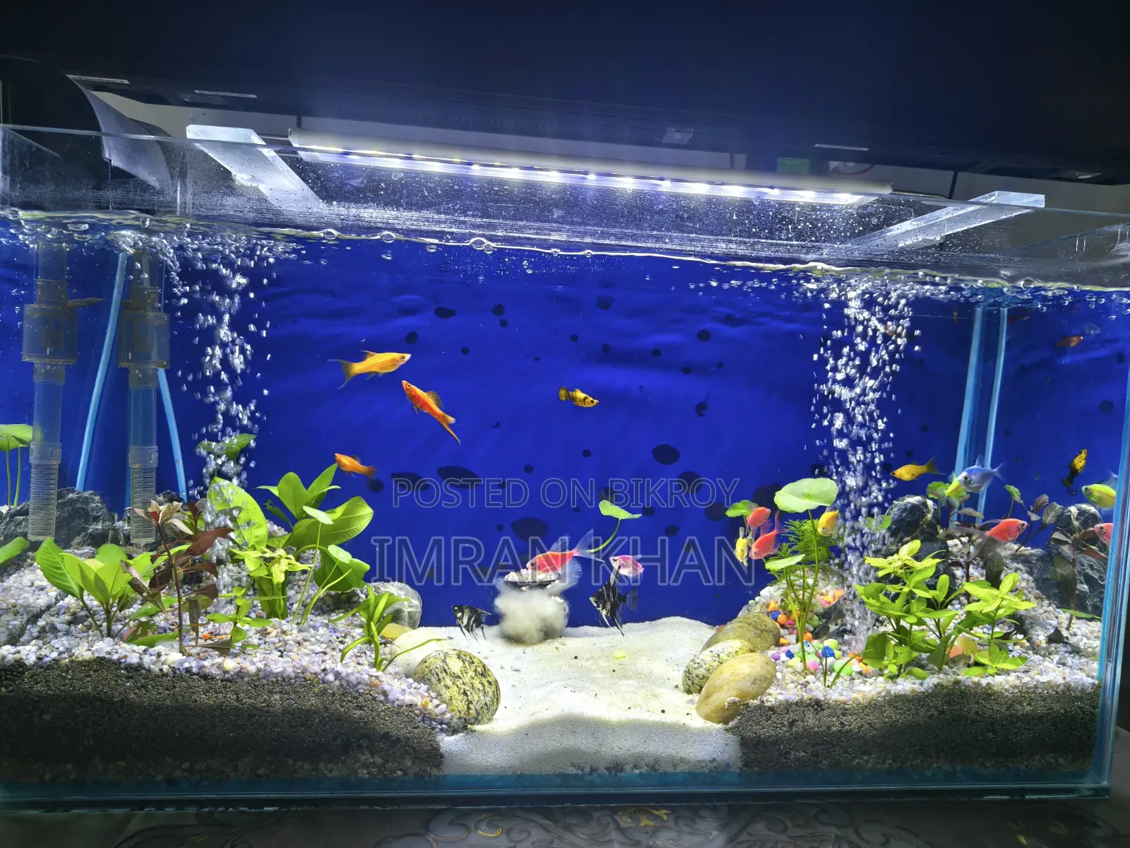 মাছসহ প্লান্টেড অ্যাকোয়ারিয়াম