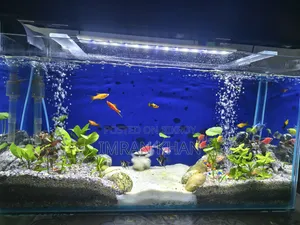 মাছসহ প্লান্টেড অ্যাকোয়ারিয়াম